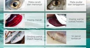 Tips Cara Mudah Pilih Ikan Segar