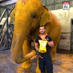 Gambar Gajah Dilumur Serbuk Kunyit Adabi